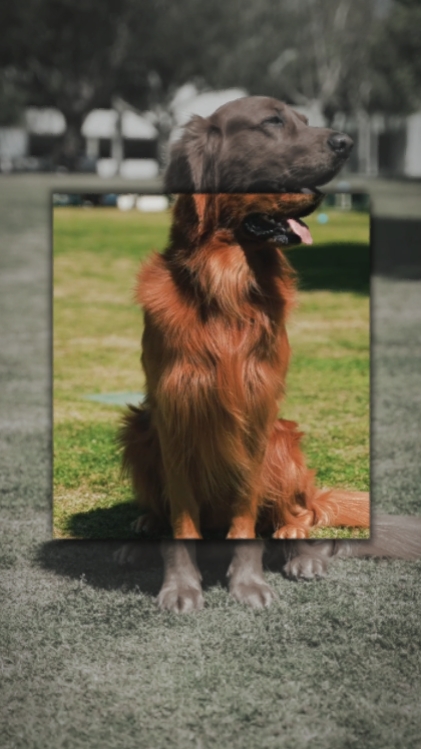 Plantilla de perrito 4 