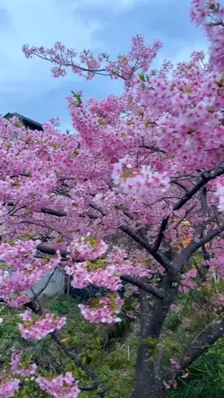 Sakura💗