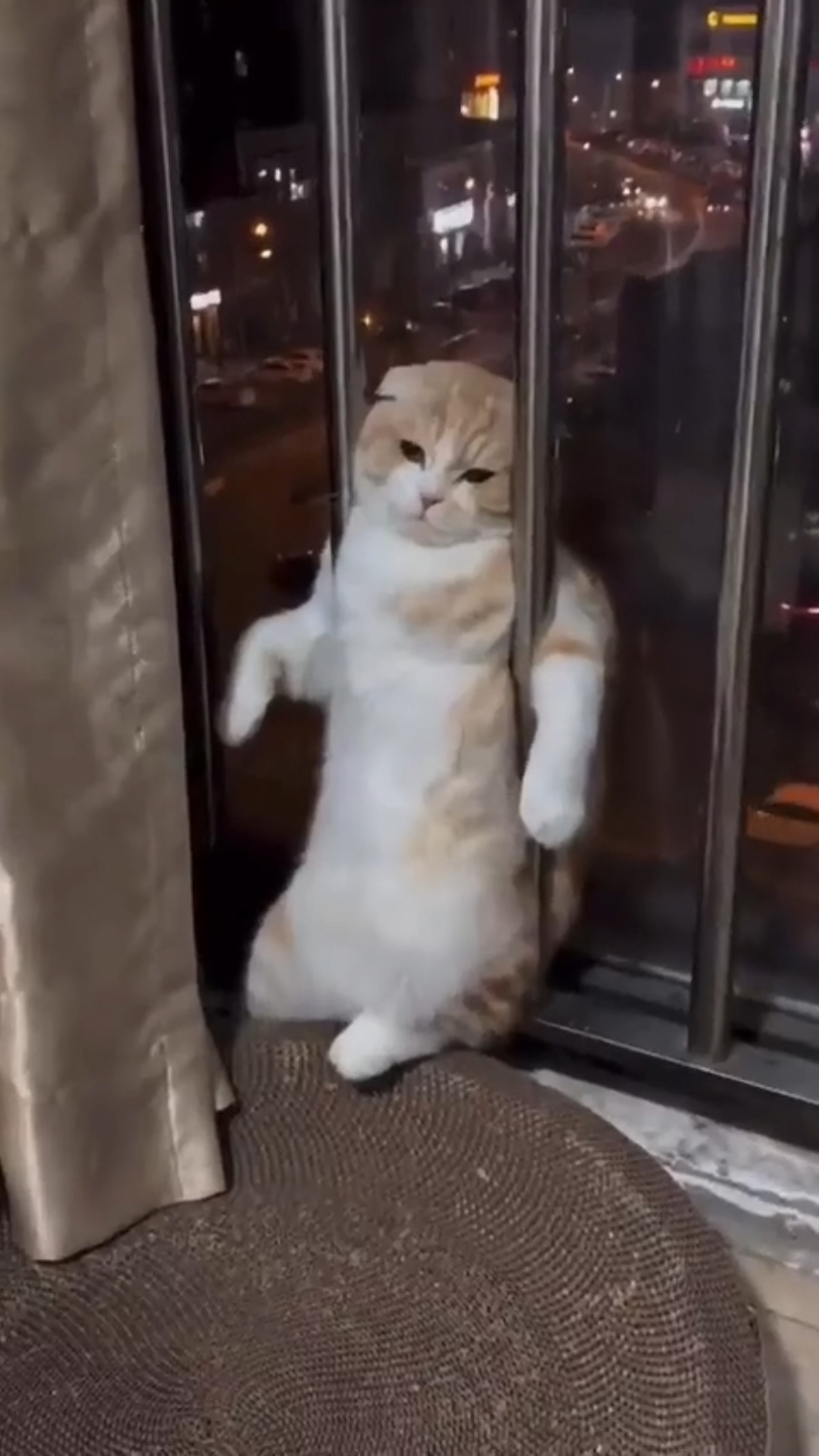 cat mini vlog