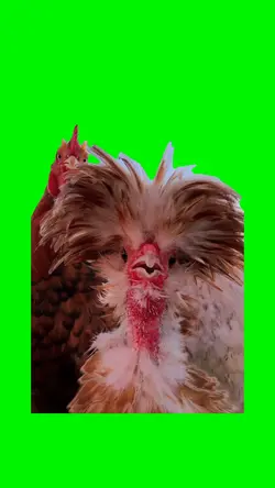 Dancing Chickens
