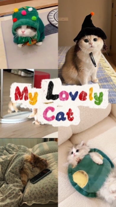 Feliz dia do gato