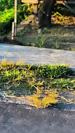 1VID BLUR HD