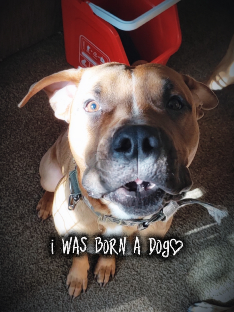 I was born a dog.