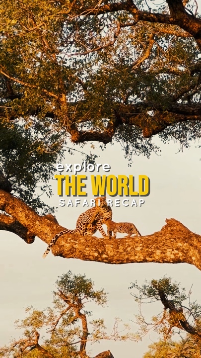 Safari me cura