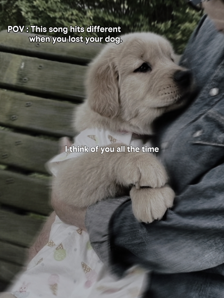 Tu me manques mon chien