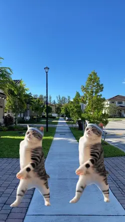 dancing cats