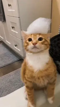 cutie cat