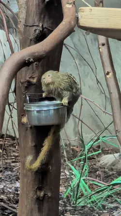 Curious monkey