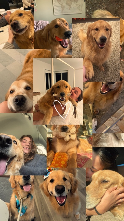 Meus animais de estimação 