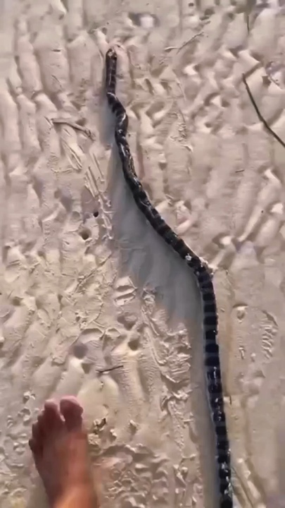 Yılan 🐍 Trend 👀 