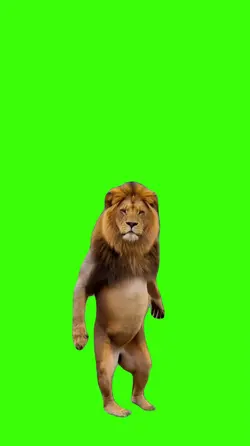 Lion/Leão.