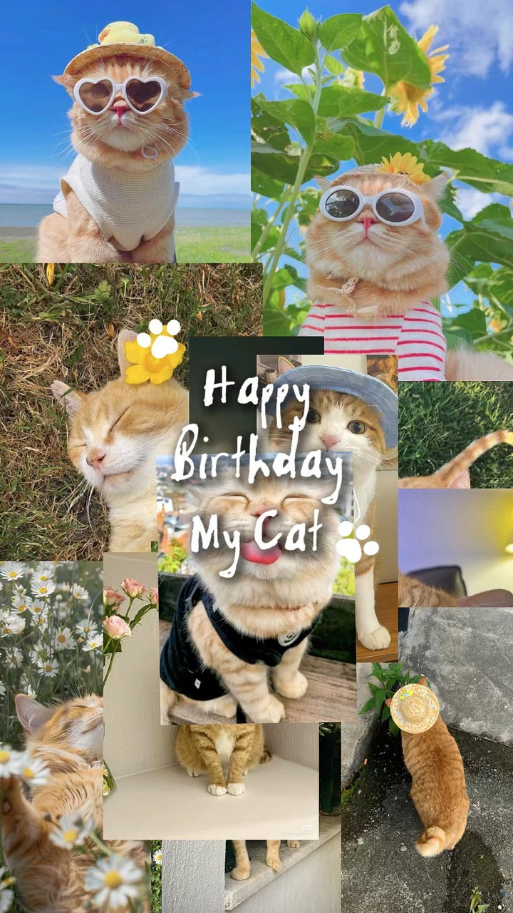 Aniversário meu gato