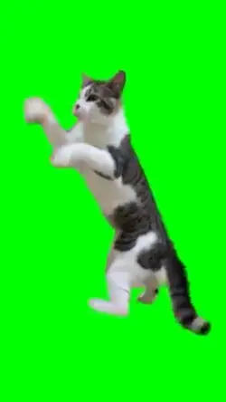 Cat boxing