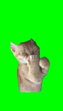 Cat Laughing Meme