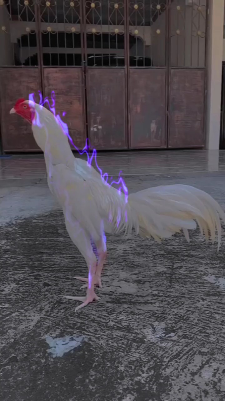 story wa ayam