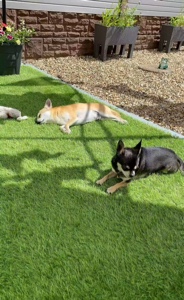 Was ist ein Hund?