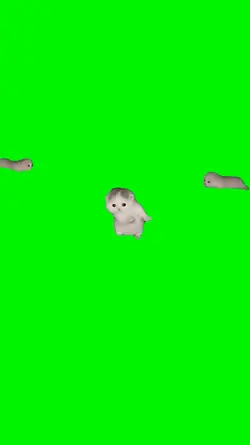 cat got that feeling