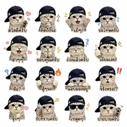 สติ๊กเกอร์แมว