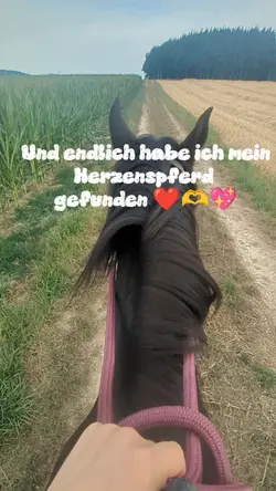 herzenspferd 