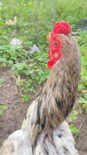 ไก่ชน
