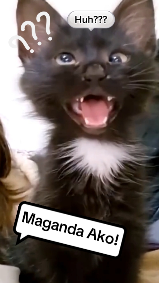 Katze MeMes