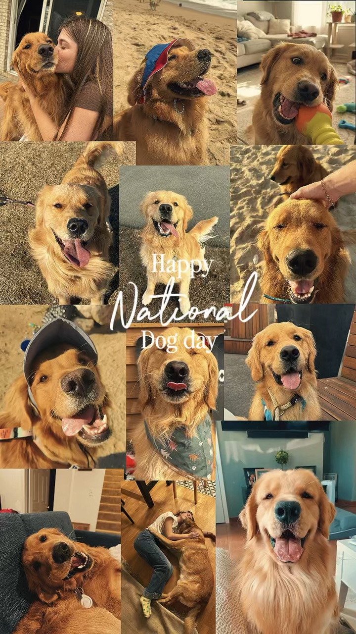 National Dog day 🐶