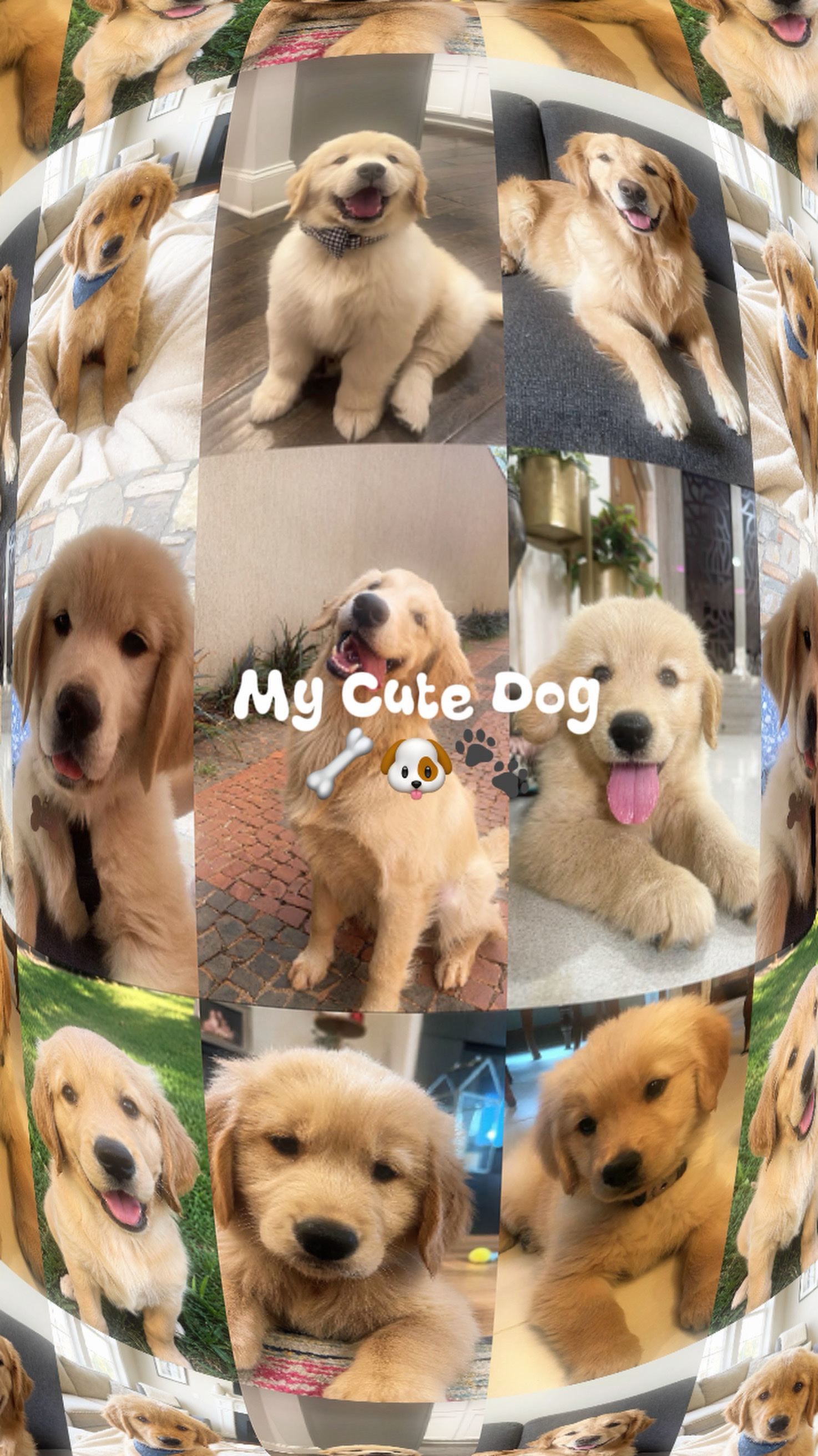 My Dog