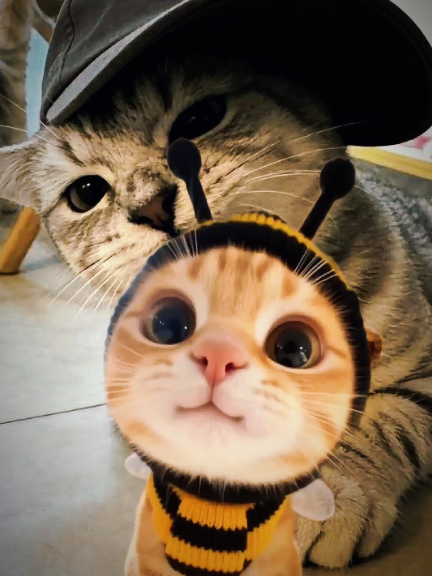 cat sync?