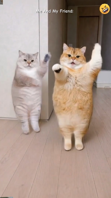 Kucing Dance Lucu
