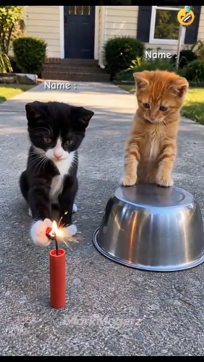 Funny Cat. 