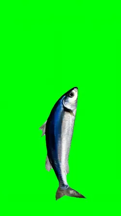 SPINNING FISH