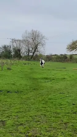 Galloping 🫶