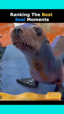 seal