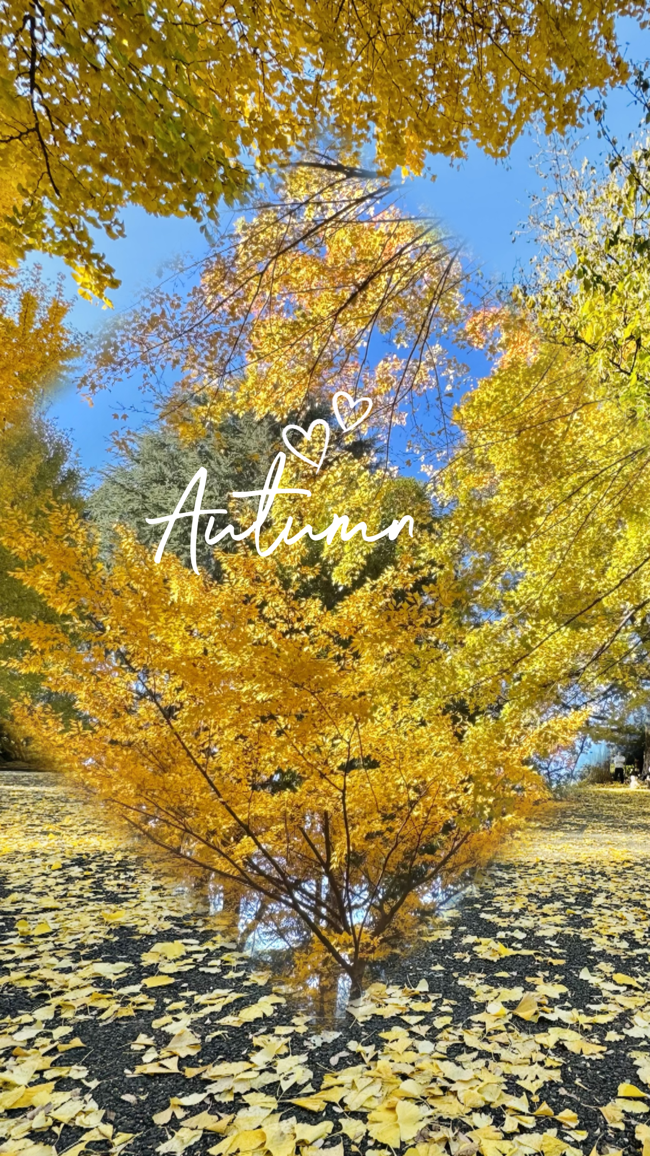 Life in Autumn