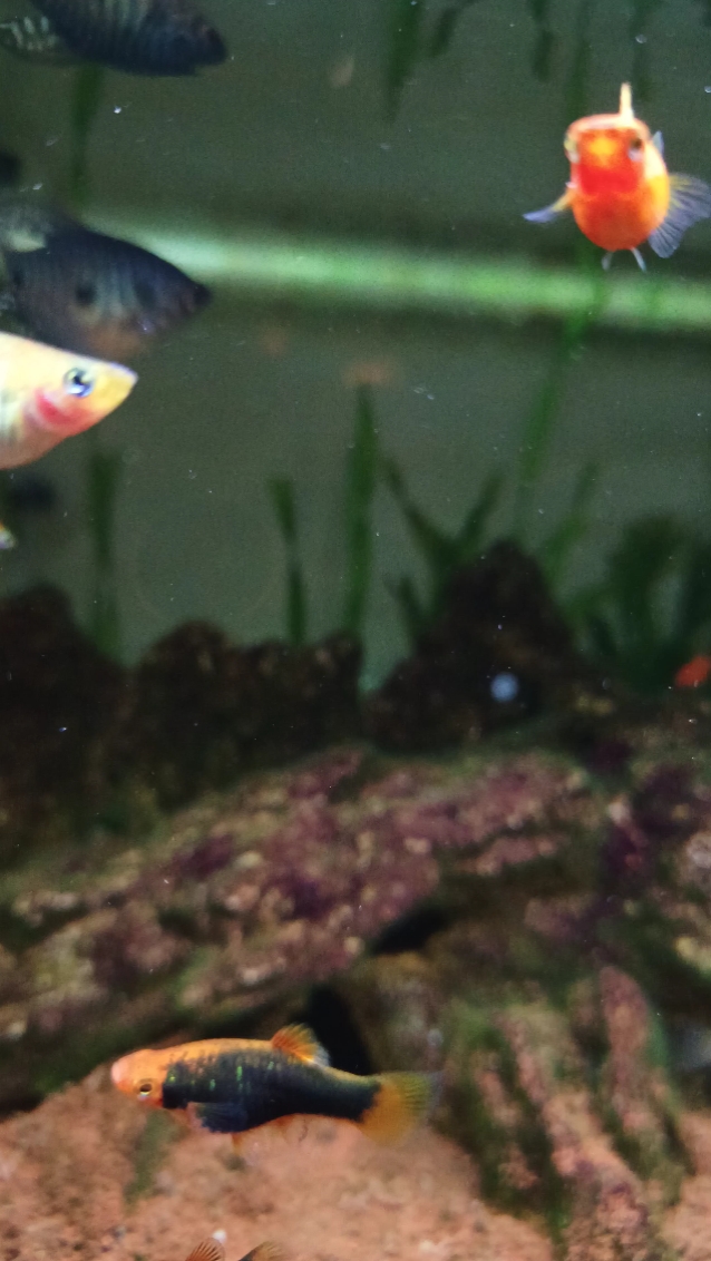 Aquascape Kararlı Vid