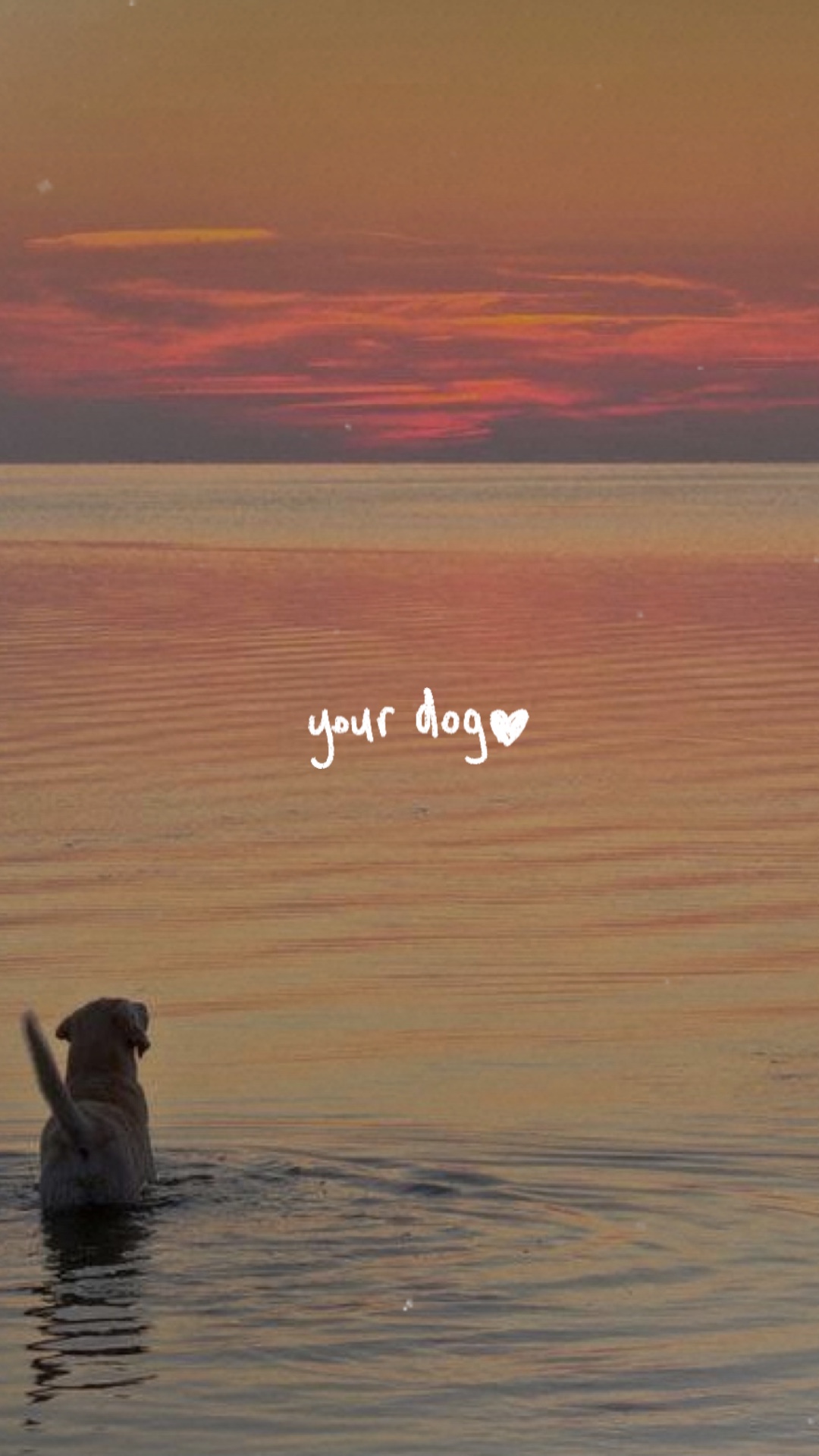 köpeğin 🤍
