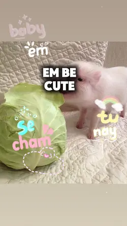baby e tu nay secham