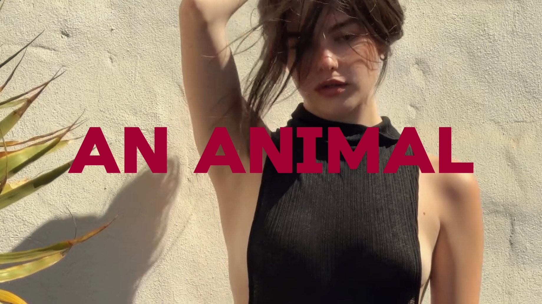 animal