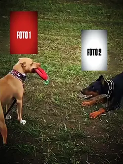 edit farmando aura 