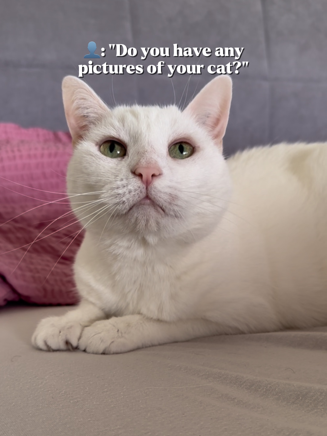 kedi resimleri