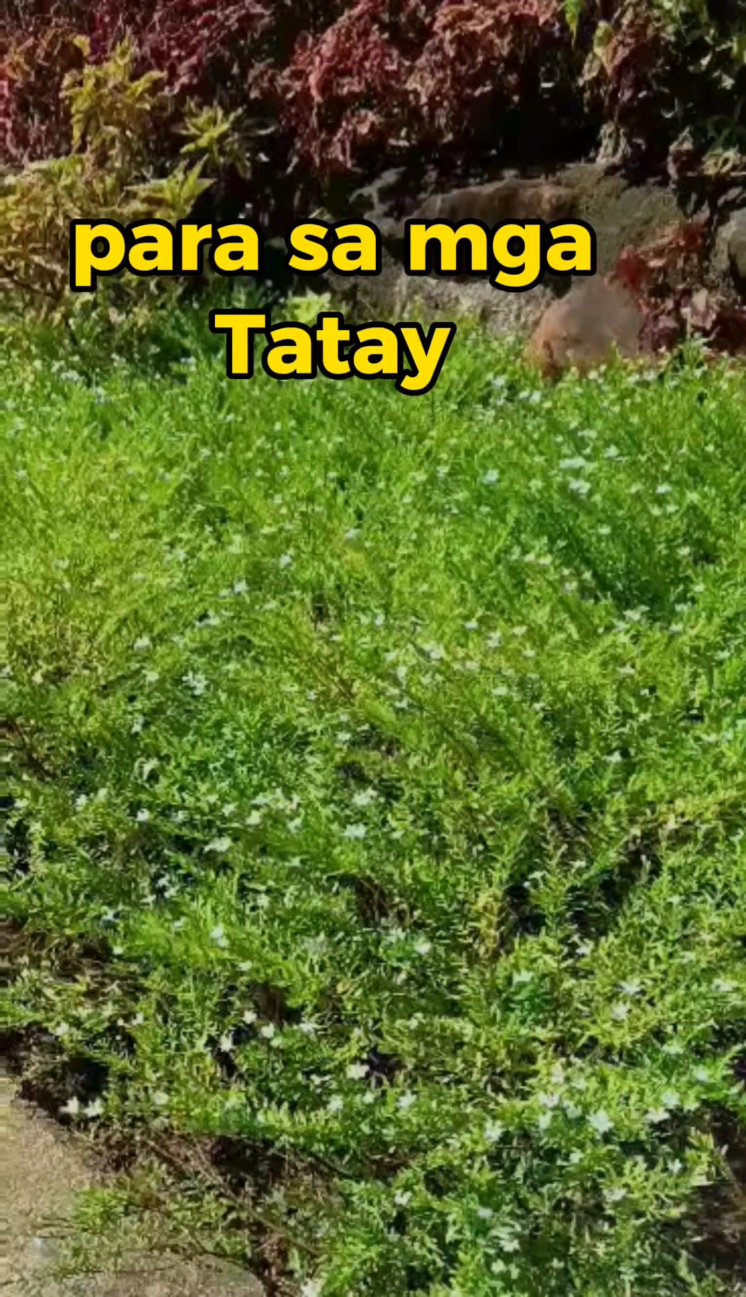 tatay 