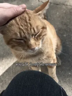 ตายไม่ได้ แมวล่ะ