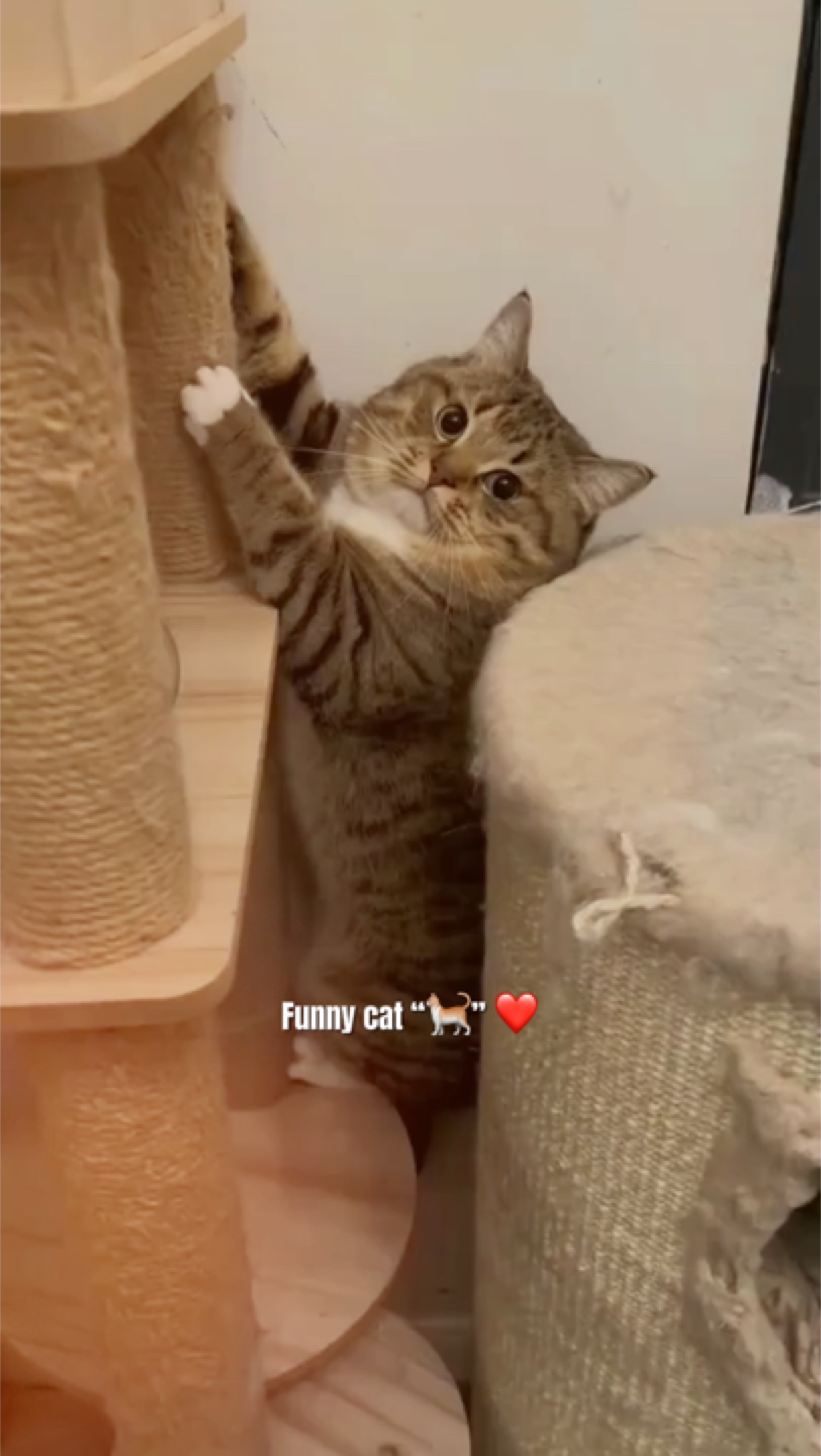 Funny cat