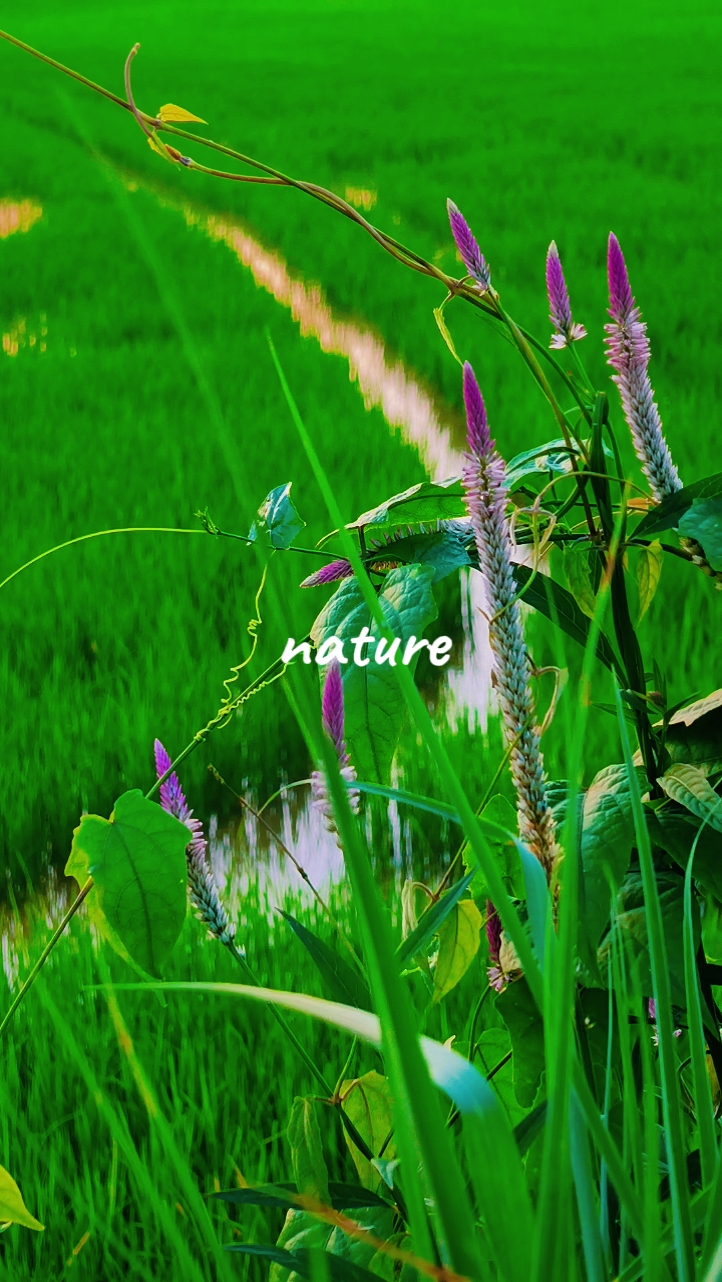 ambiance nature