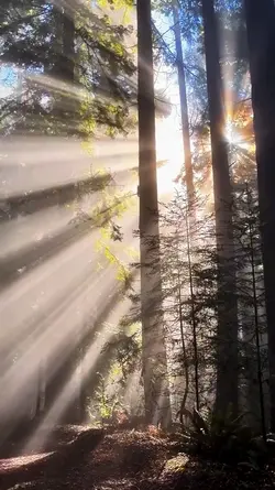 WOODLAND PEACE 