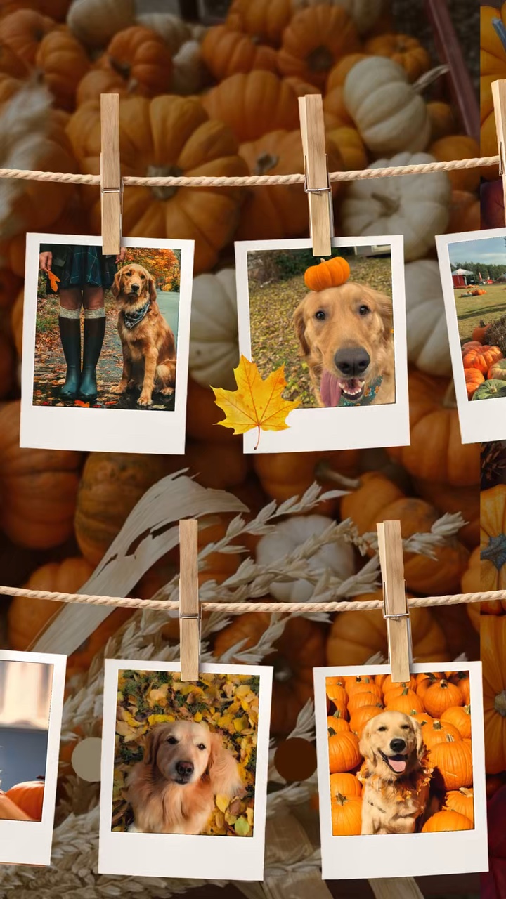 Hund im Herbst