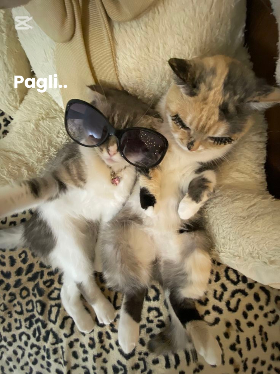 funny couple 