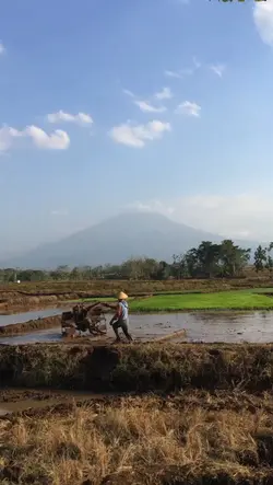 Lagu Jawa viral 