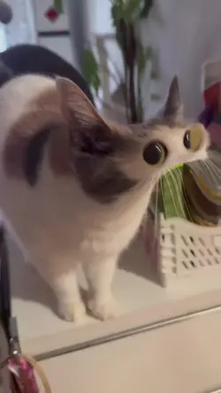 meep cat