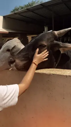 qurbani